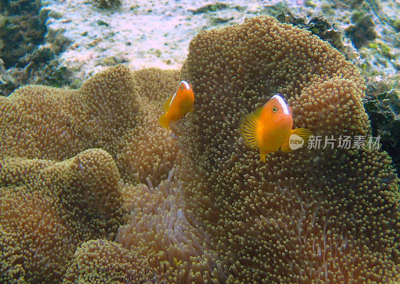 橙色臭鼬小丑鱼(Amphiprion sandaracinos)在他们的海葵中